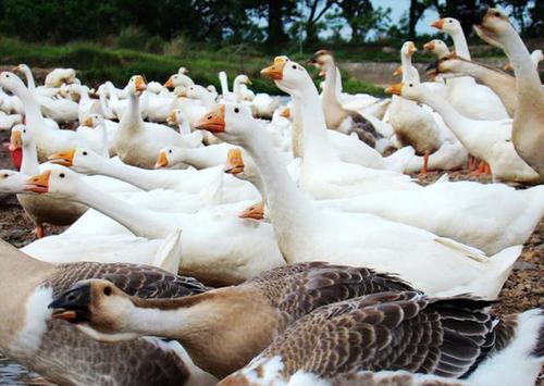 農(nóng)村放養(yǎng)家禽的可行性與實(shí)踐指南