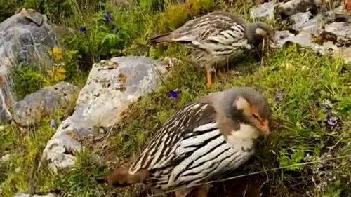 高原上的“偽裝者” 形似家禽的奇特物種與它們的生存之道