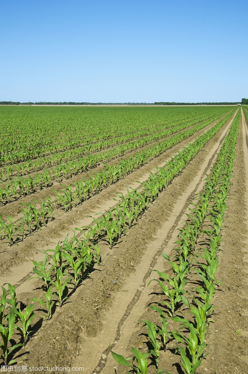六葉期玉米植株的早期生長(zhǎng)發(fā)育與雙排種植技術(shù)
