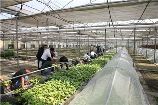 “空降”上億天敵大軍，寧鄉(xiāng)以蟲治蟲守護(hù)綠色家園