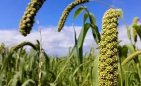 農(nóng)產(chǎn)品精深加工的掘金之路（下） 聚焦苗木產(chǎn)業(yè)的高附加值轉(zhuǎn)型