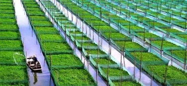 二十年耕耘，八大巨變 中國(guó)農(nóng)業(yè)的未來(lái)圖景與青年機(jī)遇