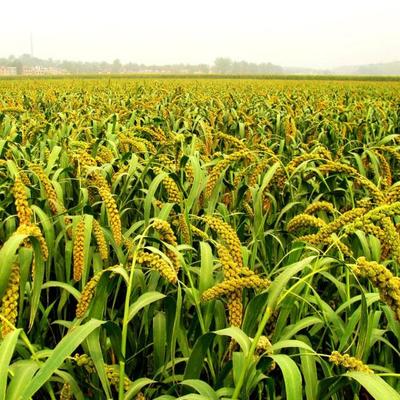 馴化的力量 從野生苗木到作物祖先的生命史詩(shī)